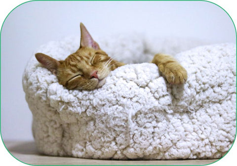 A cat sleeps happily on a snuggly cat bed in a quiet room