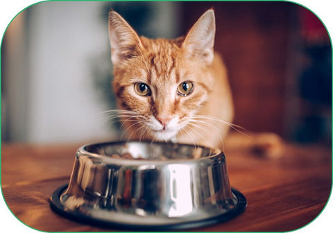 A cat looks up from his food bowl