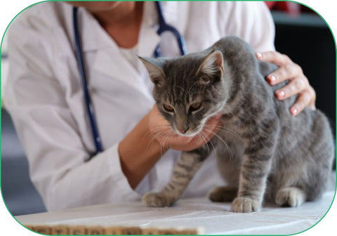 talk with your vet if your cat needs to lose weight