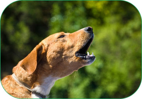 dogs with anxiety may bark excessively
