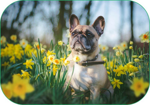 flowers can cause your dogs allergies