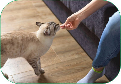 give your cat supplements for their respiratory health