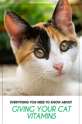 Pinterest pin for everything you need to know about giving your cat vitamins