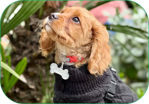 snug shirts can help calm an anxious dog