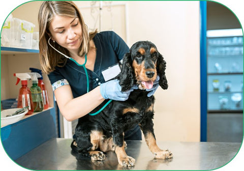 take your dog to the vet when you suspect anxiety