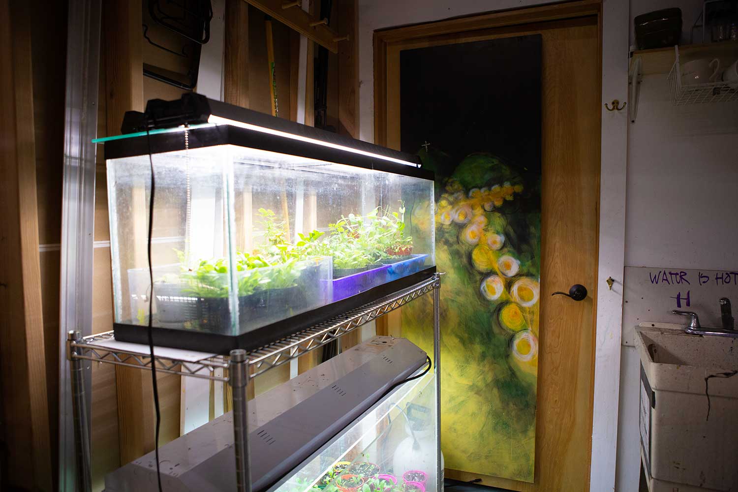 Plants growing indoors at Donna's art studio