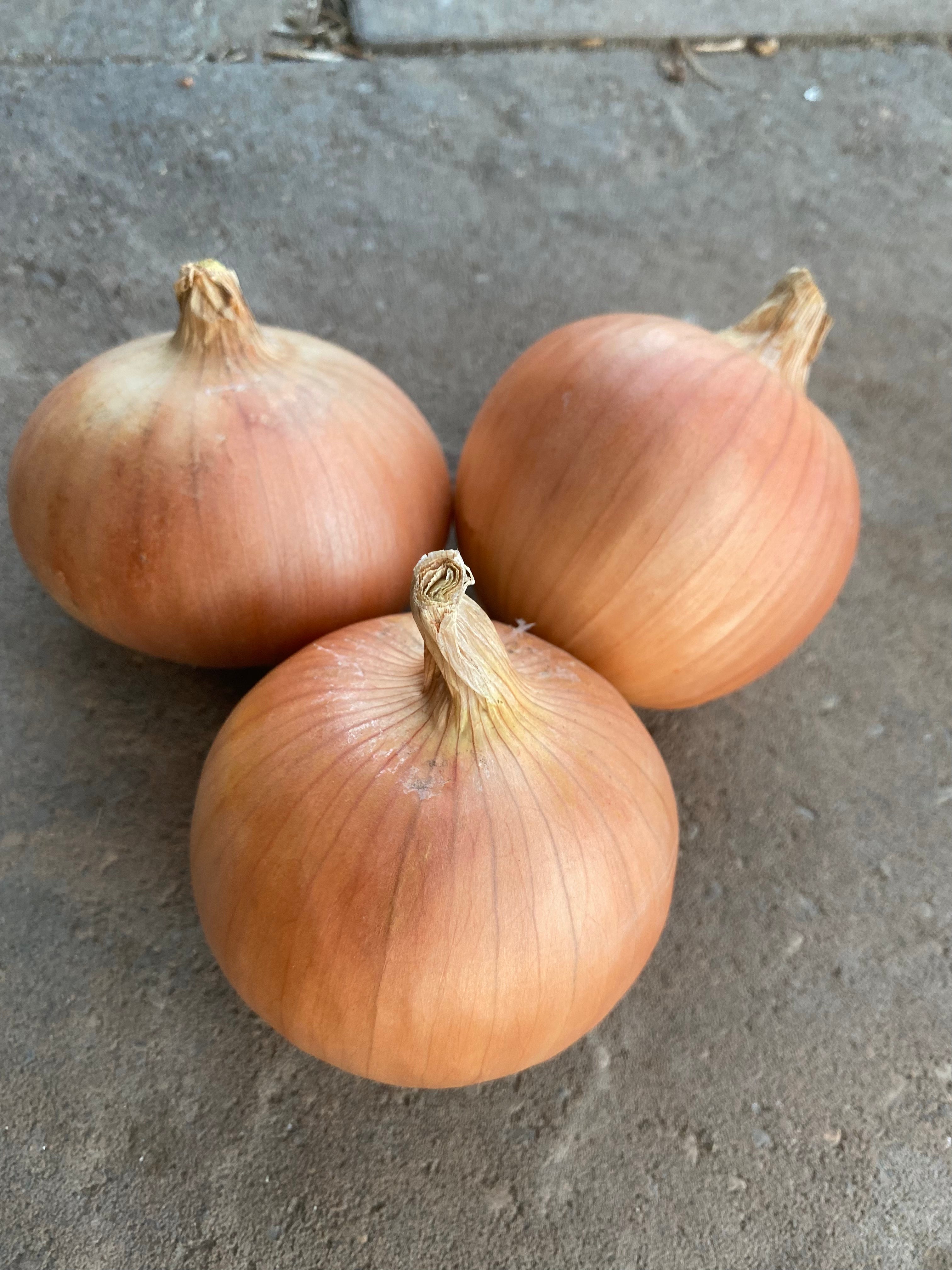 Golden Morning Yellow Storage Onion