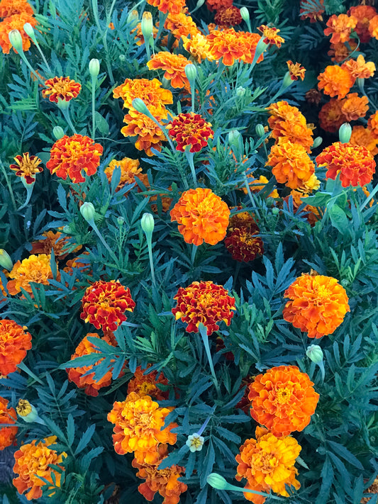 Calendula, (Pot marigold) Zeolights Seeds - Gulley Greenhouse