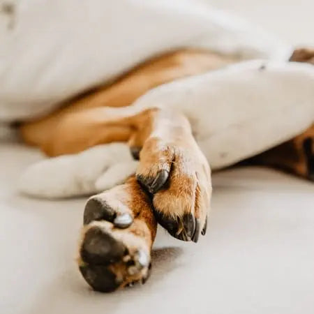 Darf Dein Hund im Bett schlafen? 4legs.de