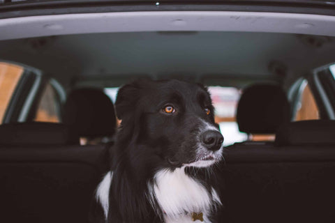 Autofahren mit Hund - so klappt es 