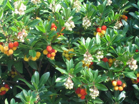 Arbutus unedo flowers and fruit, Bray