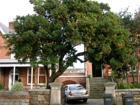 aurbutus unedo / Strawberry tree, Bray