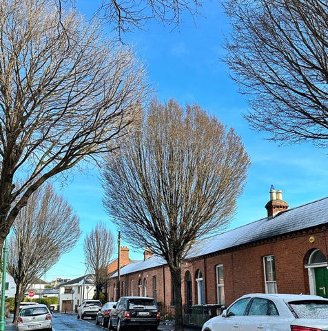 Carpinus, Portobello, Dublin 8