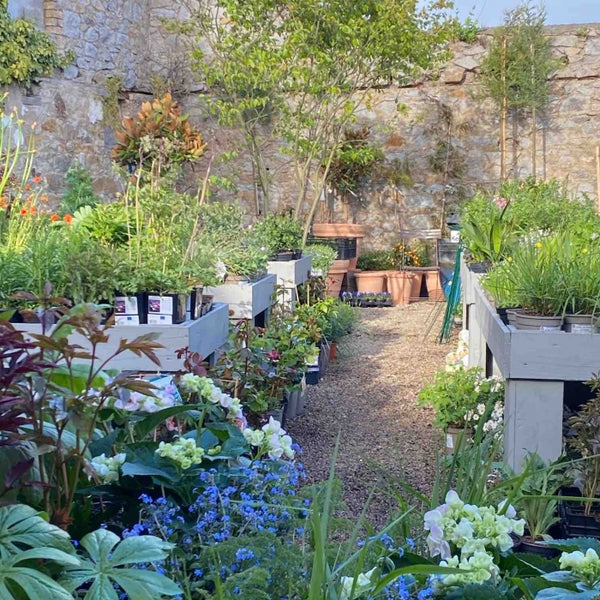 Monstown garden shop with flowers