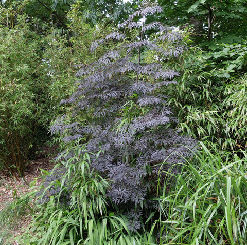 Sambucus Elder Dublin Zoo