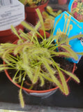 sundew house plant care