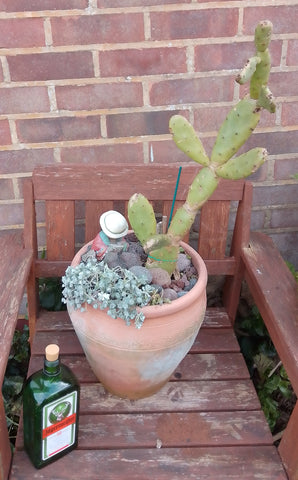 cactus arrangement outdoors UK
