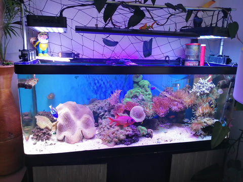 the old tank - sumpless 5ft marine aquarium