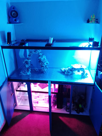 SALTWATER FISHTANKS KEEPING