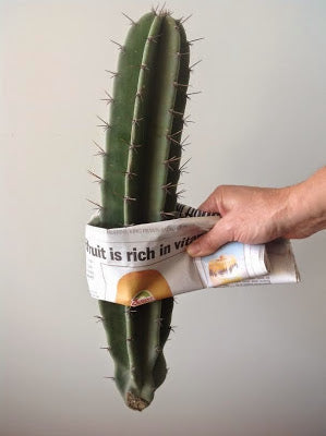 how to handle cacti care