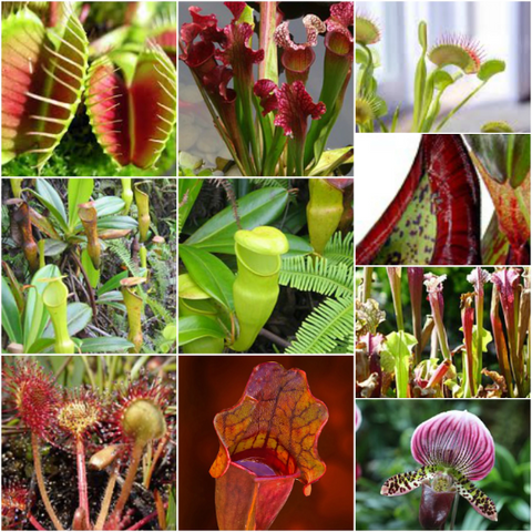 carnivorous bog plants montage