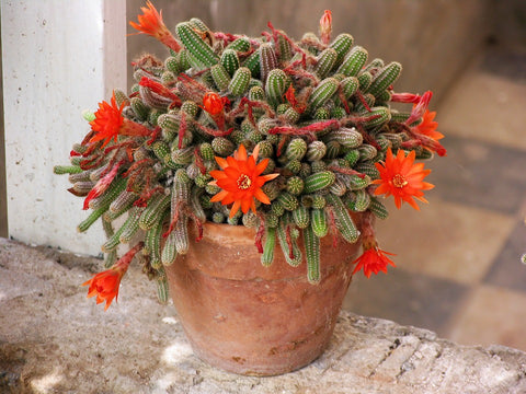 flowering peanut cactus pot