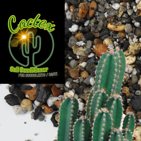 Cactex compost - recommended gritty substrate for cacti and succulent house plants