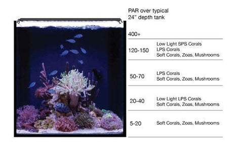 PAR lighting For different corals species