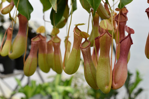 unusual pitcher plant species