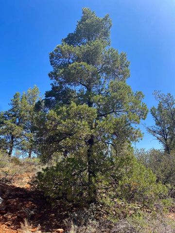 Piñon Pine tree in Sedona, Arizona