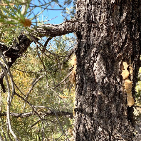 Piñon Pine Resin oozing from a tree in California