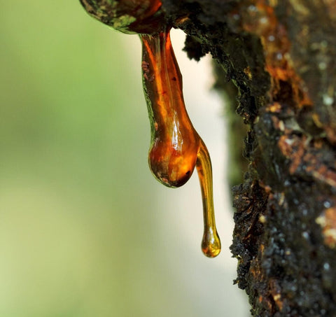 Myrrh Resin from the bark of the Commiphora myrrha