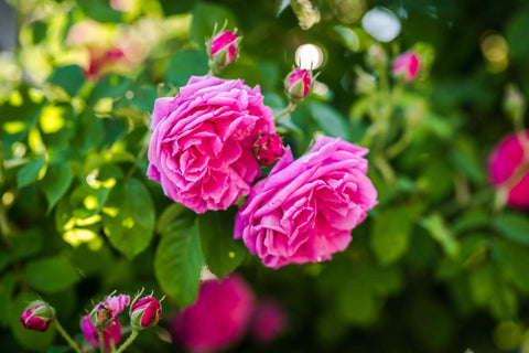 Bulgarian Rose Damascena Flowers