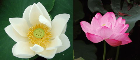 white and pink lotus flowers