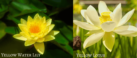 yellow water lily and yellow lotus