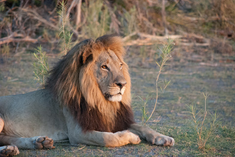 Lion at sundown