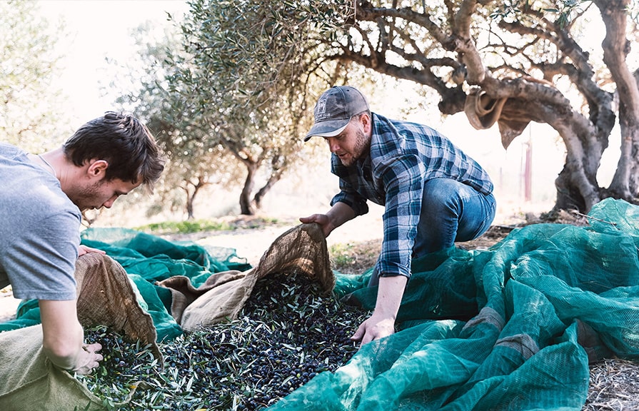 Hand picking olives