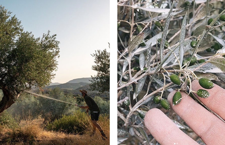 Spraying natural kaolin clay to protect our olives while they grow