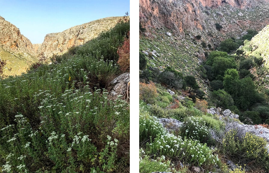 dead gorge filled with wildflowers