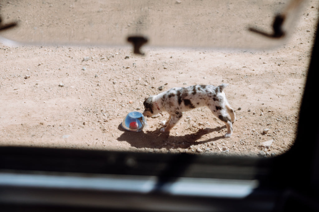 Vanlife dog | On the Road by Moon