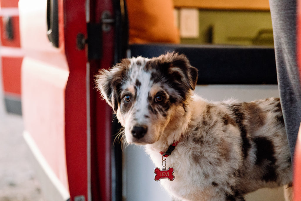 Vanlife cute dog | On the Road by Moon