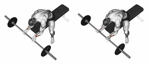 Barbell-Wrist-Flexion