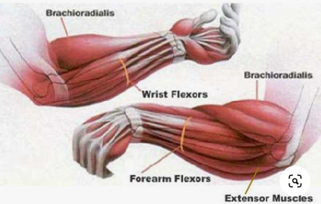 Forearm-Anatomy