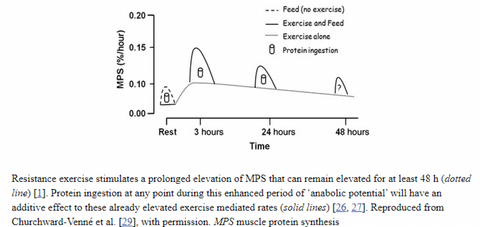 Muscle-protein-synthesis-length