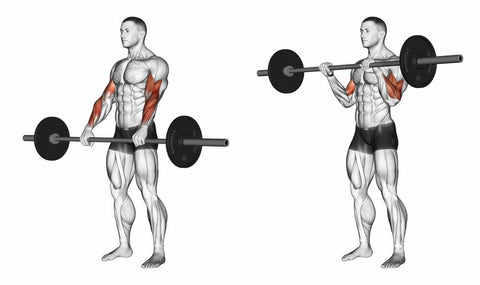 Reverse-Barbell-Curl