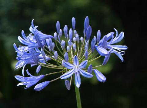 Agapanthus blauw