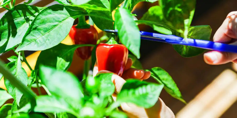 Tomatenpaprika Boden und Pflege