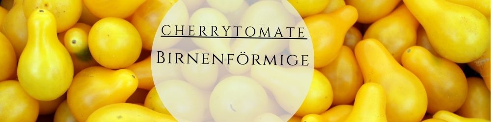 Cherrytomate Birnenförmige pflanzen