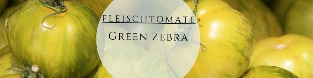 Fleischtomate Green Zebra pflanzen