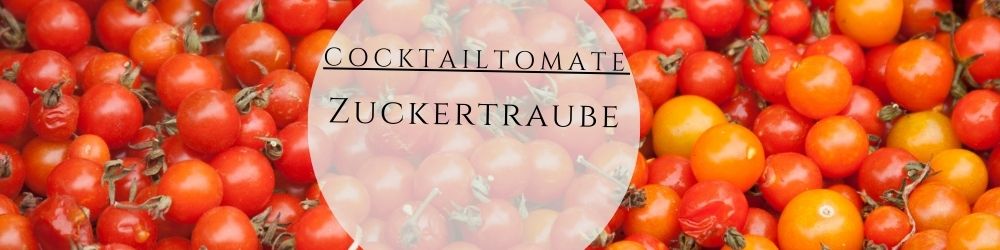 Tomate Zuckertraube pflanzen